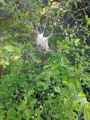 Malacosoma americana