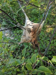 Malacosoma americana