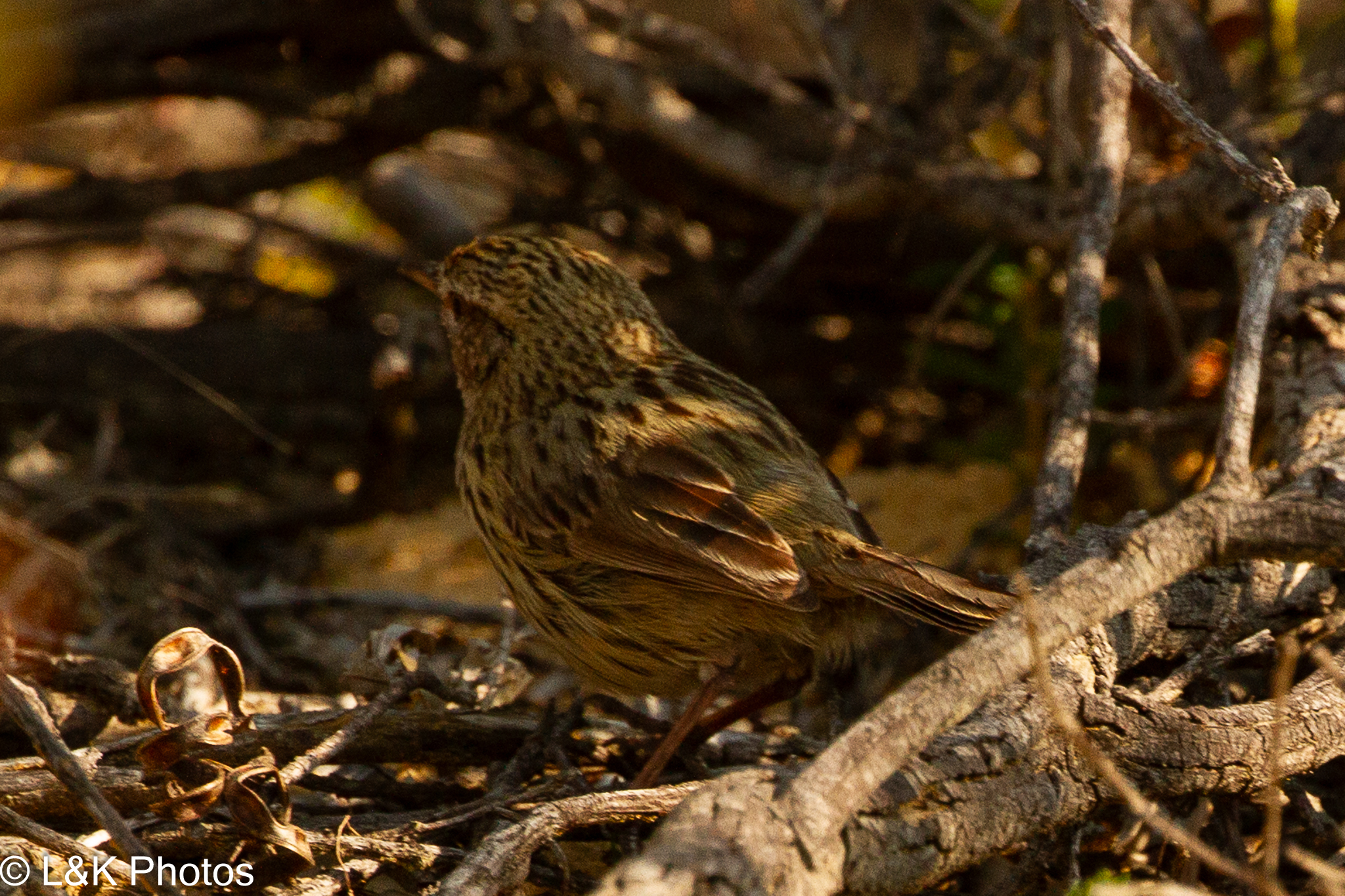 Western Fieldwren (Calamanthus montanellus), photo 8
