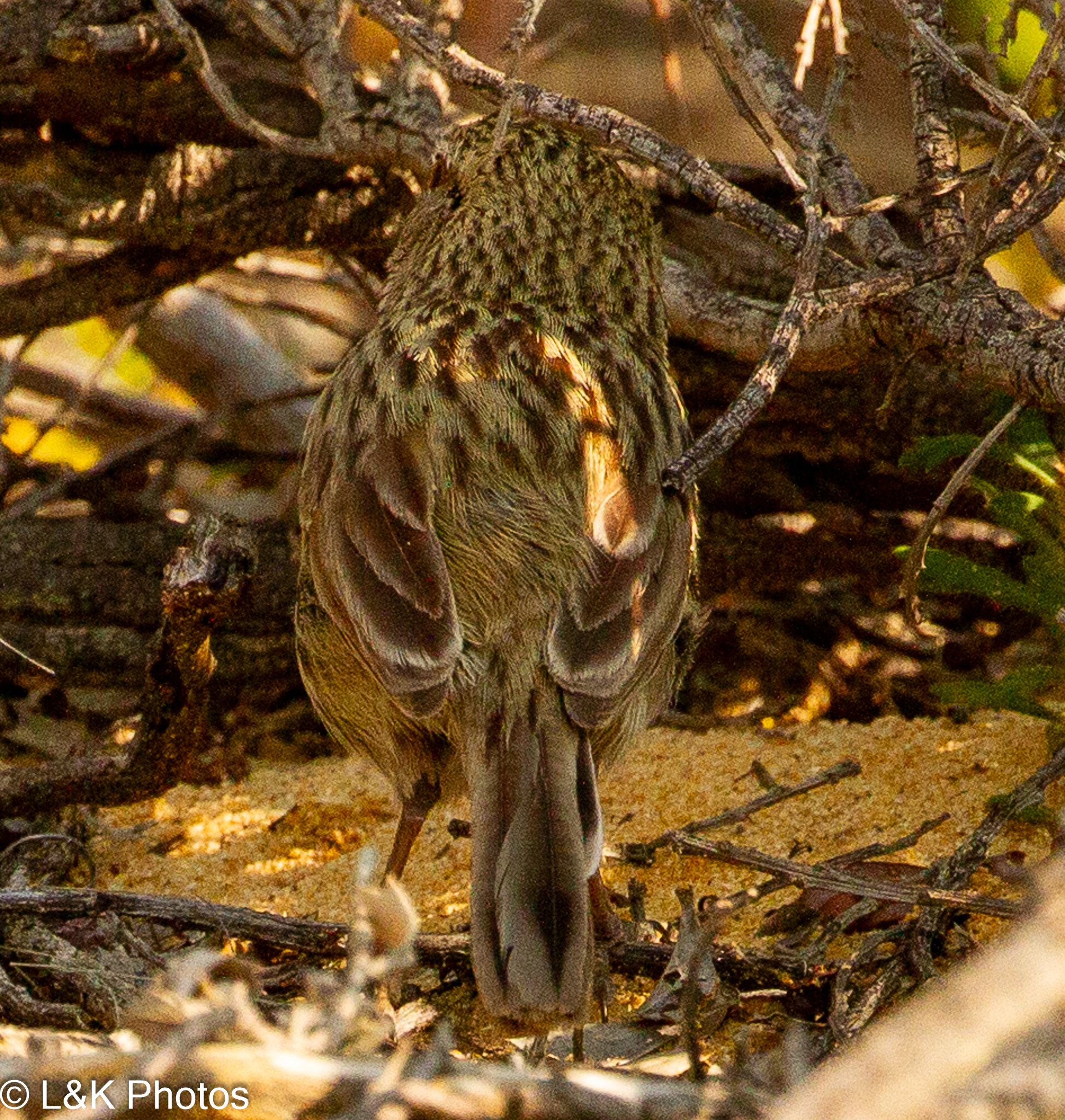 Western Fieldwren (Calamanthus montanellus), photo 7