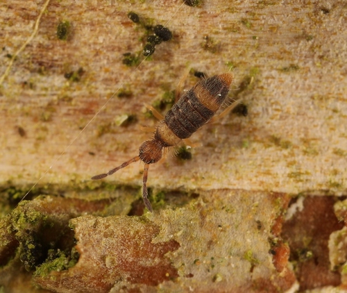 Entomobrya albocincta, 59670 Oxelaëre, France, photo 8 of 10
