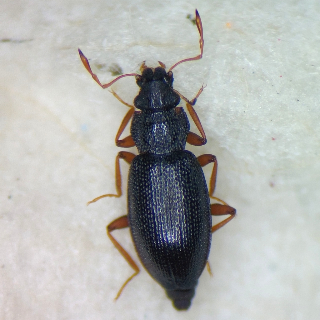 Hydraena assimilis