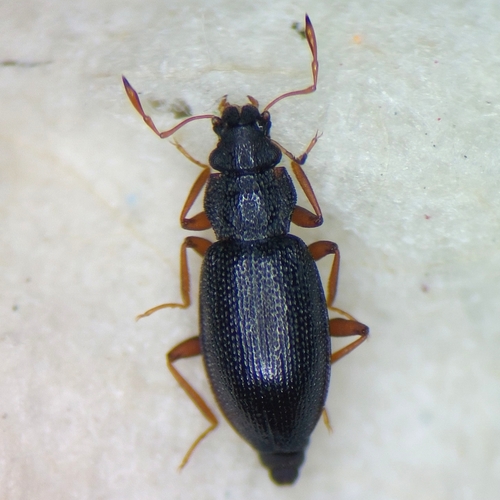Hydraena assimilis