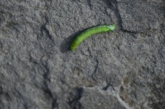 Smerinthinae