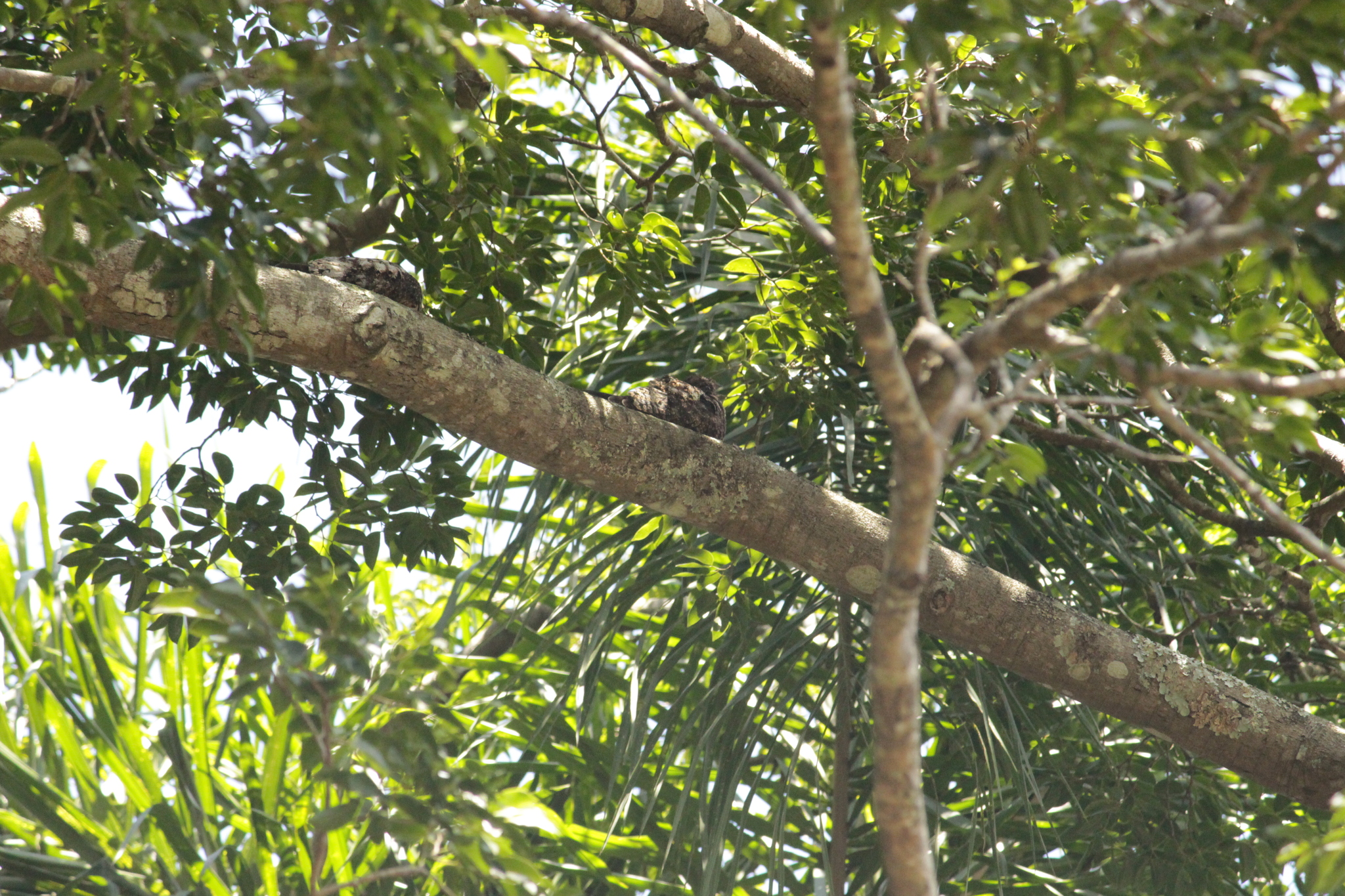Short-tailed Nighthawk (Lurocalis semitorquatus), photo 5