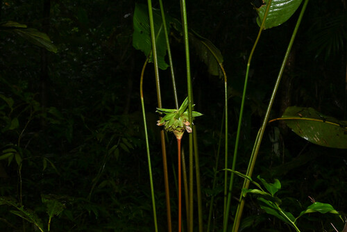 Goeppertia capitata (Goeppertia capitata)