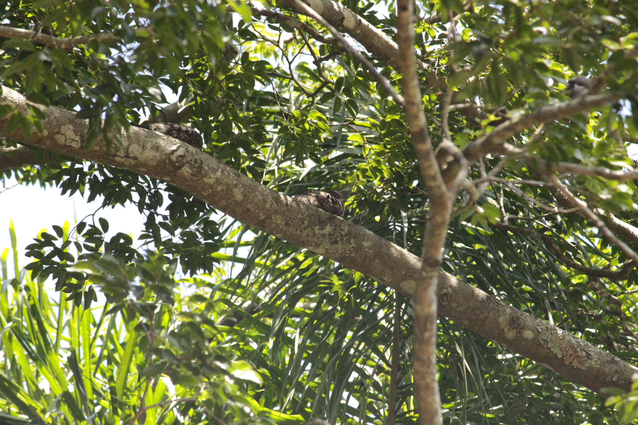 Short-tailed Nighthawk (Lurocalis semitorquatus), photo 6