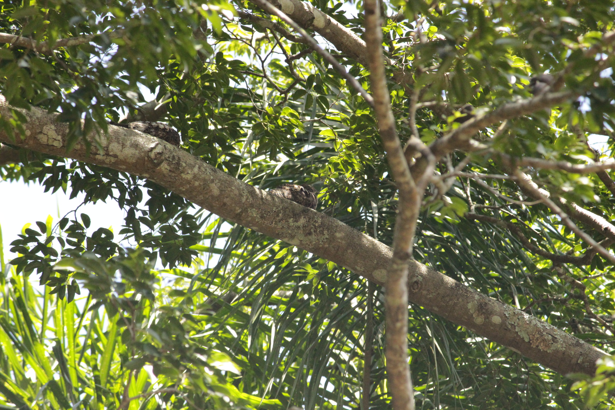 Short-tailed Nighthawk (Lurocalis semitorquatus), photo 7