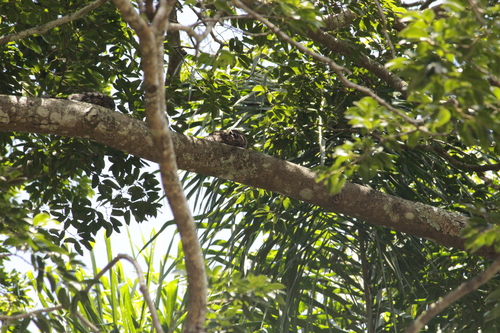 Short-tailed Nighthawk (Lurocalis semitorquatus), photo 10