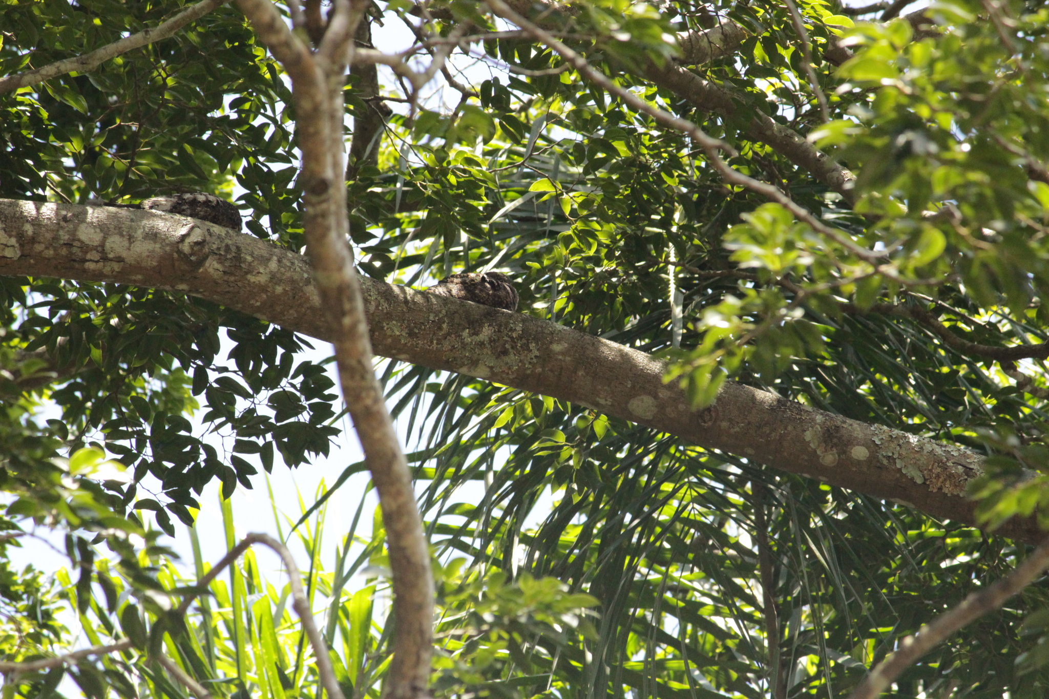 Short-tailed Nighthawk (Lurocalis semitorquatus), photo 8