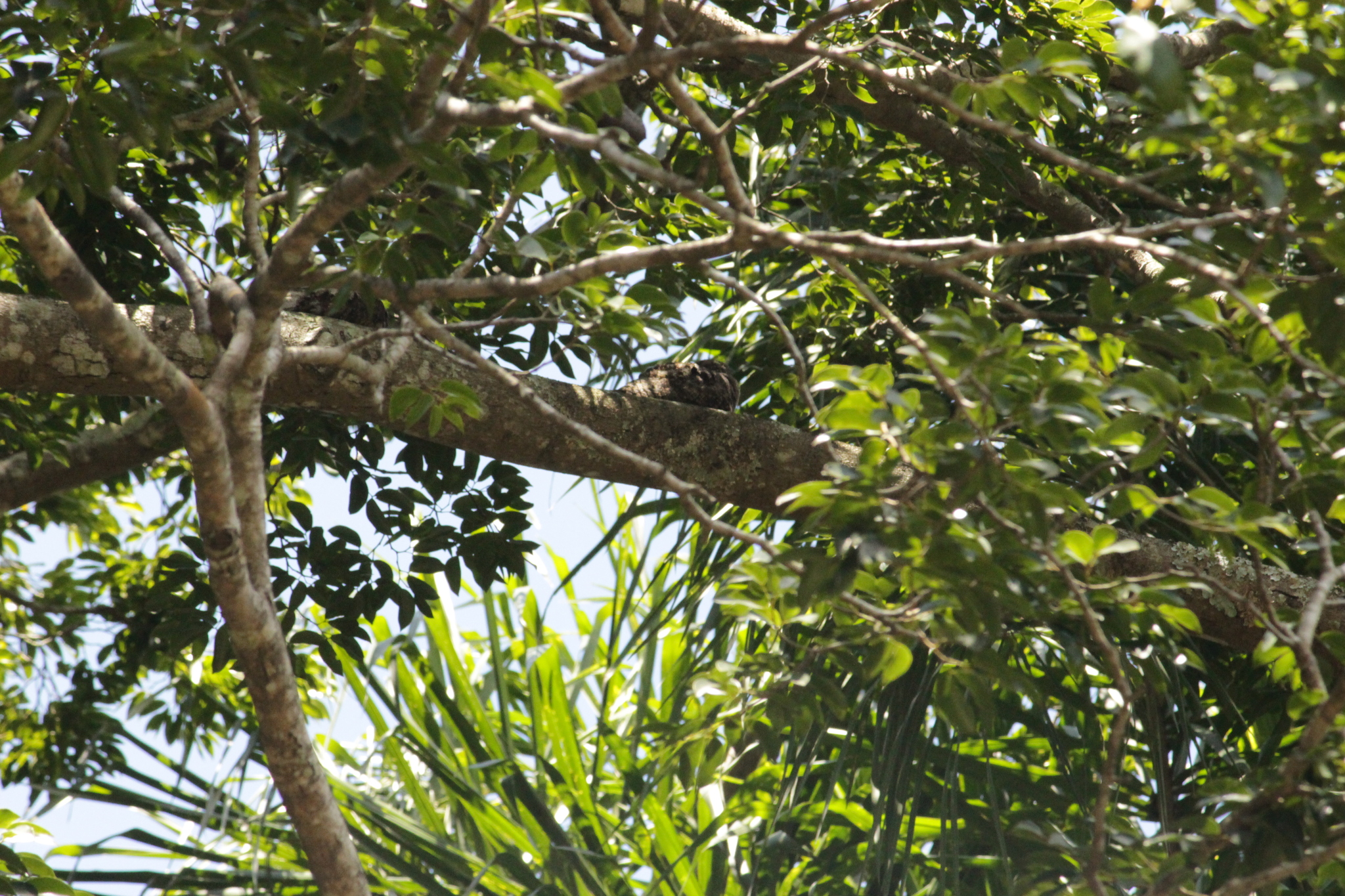 Short-tailed Nighthawk (Lurocalis semitorquatus), photo 9