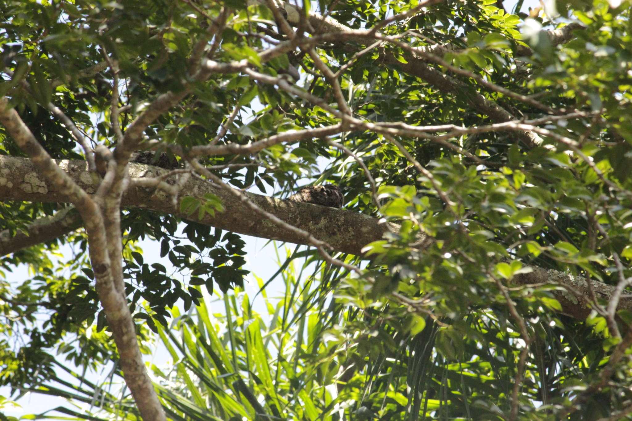Short-tailed Nighthawk (Lurocalis semitorquatus), photo 10