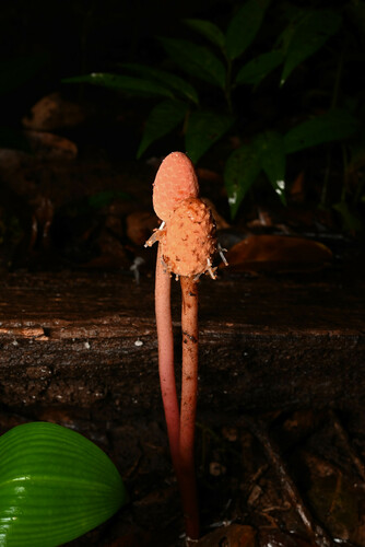 Foto de Cipó-chumbo