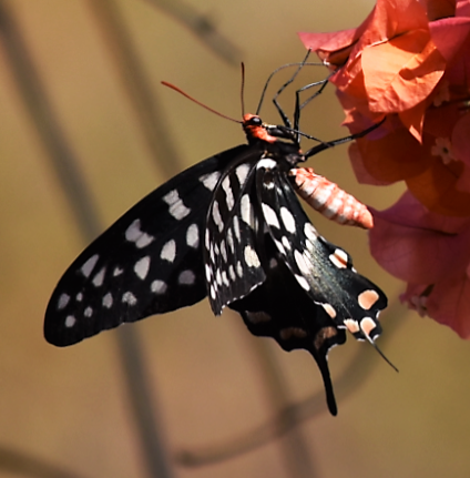 Madagascar Giant Swallowtail
