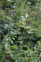 Cirsium dealbatum