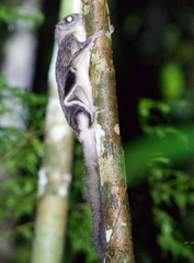 Smoky Flying Squirrel photo 2