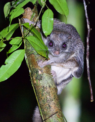 Smoky Flying Squirrel photo 3