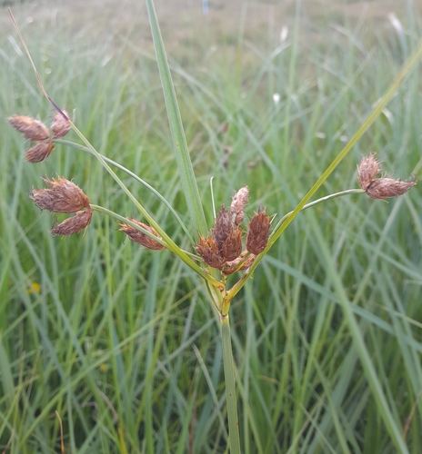 Image of Bolboschoenus medianus by no rights reserved