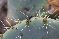 Cactophagus spinolae validus