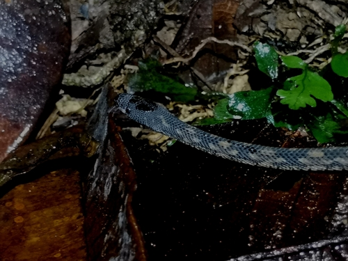 Rough Coffee Snake