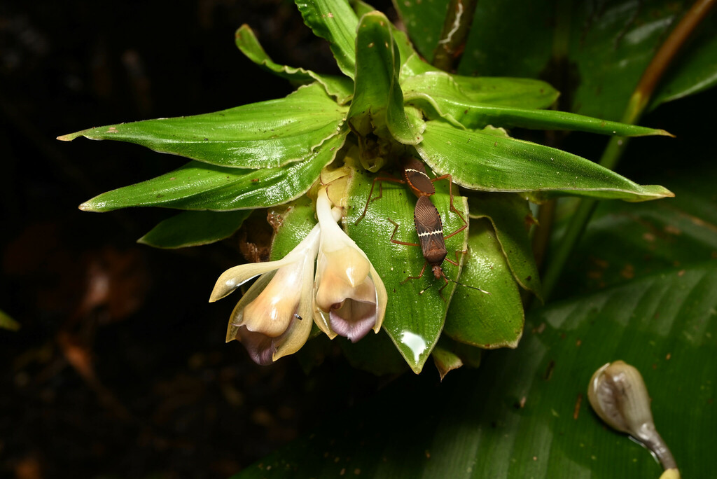 Goeppertia capitata (Goeppertia capitata)
