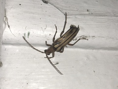 Ortholeptura valida