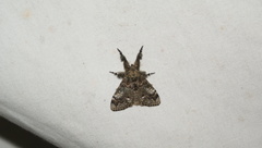 Dasychira plagiata