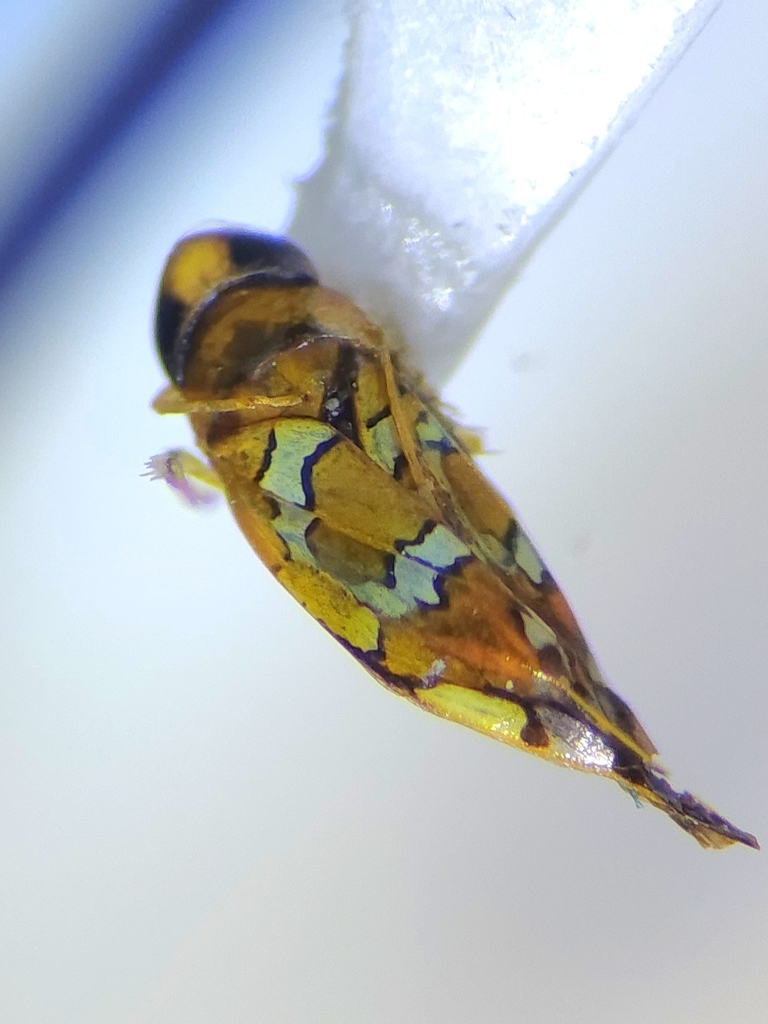 Rhabdotalebra brunnea