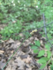 Carex normalis
