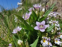 Gentianella germanica