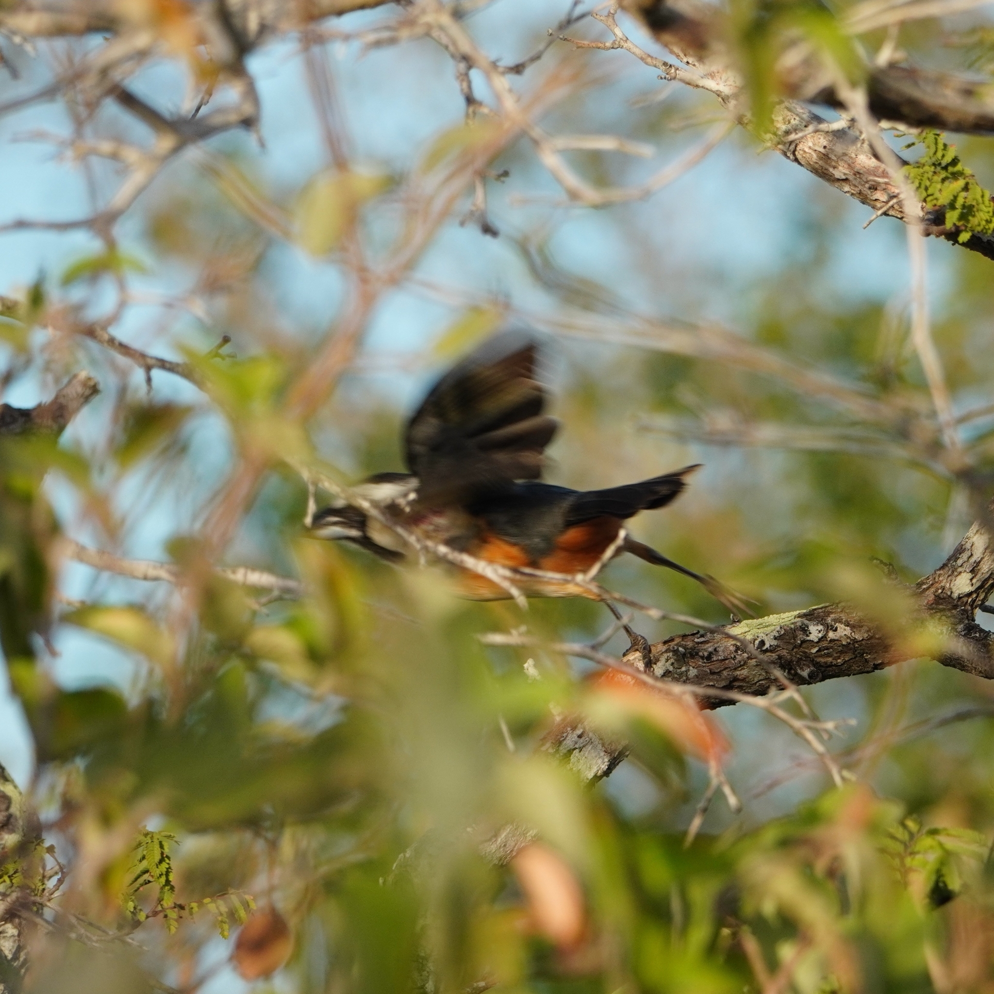Orinoco Saltator (Saltator orenocensis), photo 2
