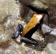 Mantella ebenaui