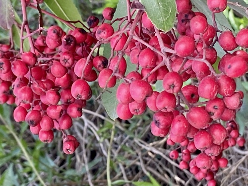 iNaturalist observation photo of Toyon