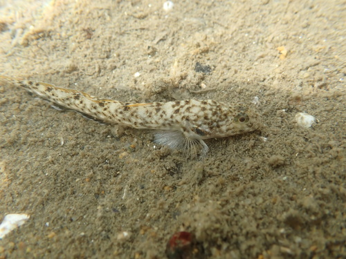 Cheekspot goby (Ilypnus gilberti) — Gobiidae