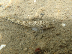 Cheekspot Goby photo 5