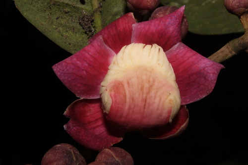 Eschweilera bogotensis