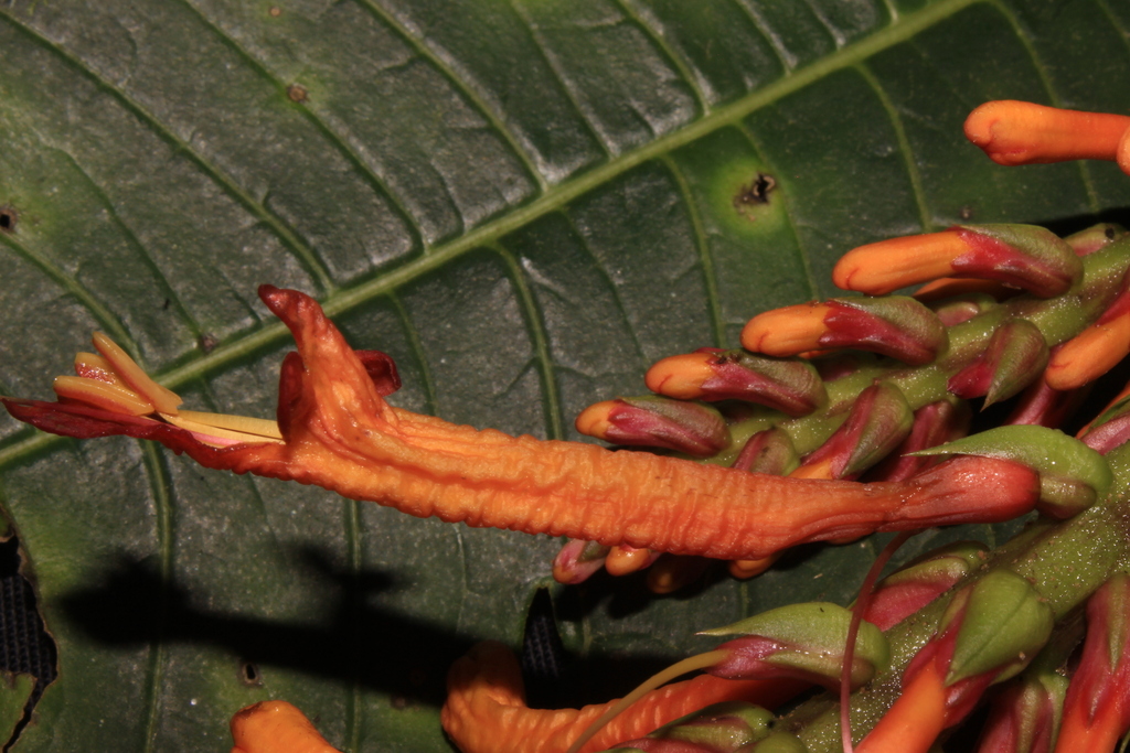 Aphelandra runcinata