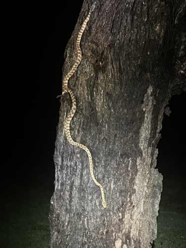 Brown Tree Snake sighting