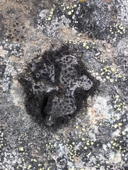 Umbilicaria phaea