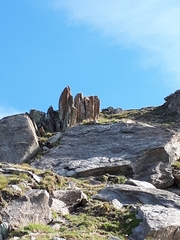 Oenanthe oenanthe