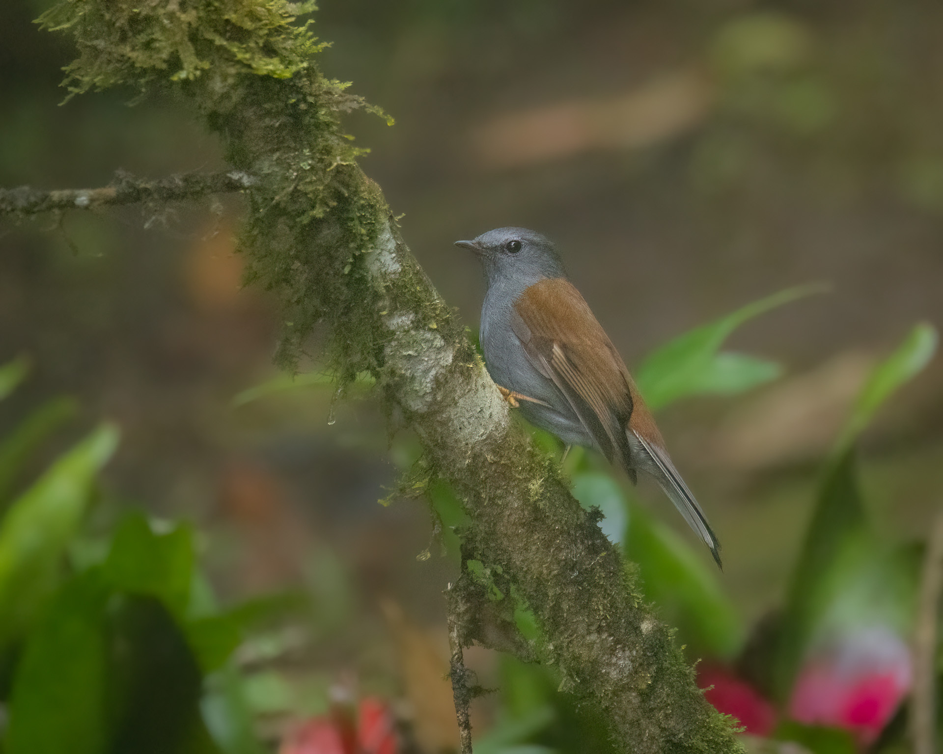 Andean Solitaire (Myadestes ralloides), photo 2
