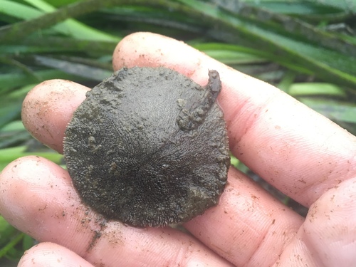 Eccentric Sand Dollar, photo 10 of 10