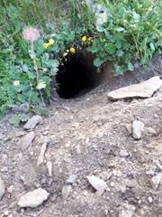Marmota marmota