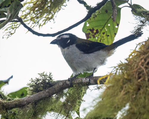 Black-winged Saltator (Saltator atripennis), photo 9