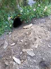 Marmota marmota