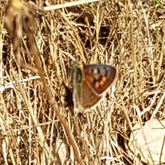 Lycaena bleusei