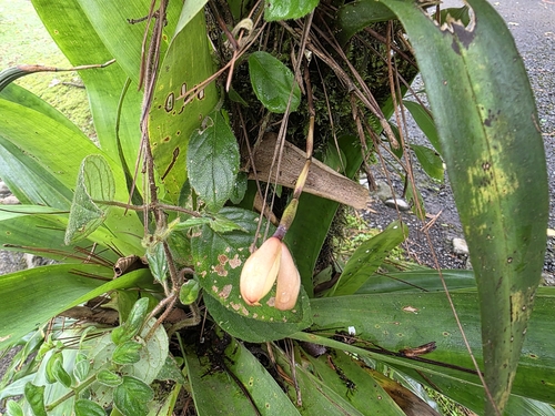 Foto de Cafuné