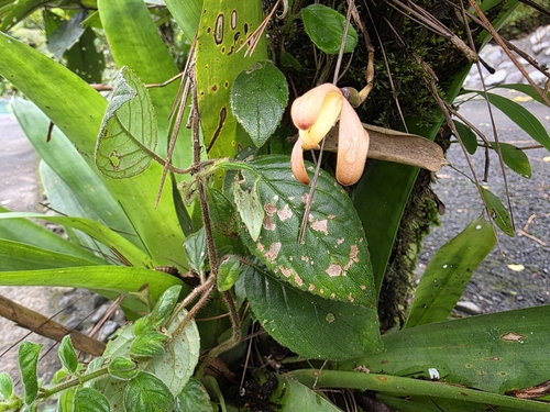 Foto de Cafuné
