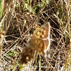 Lycaena bleusei