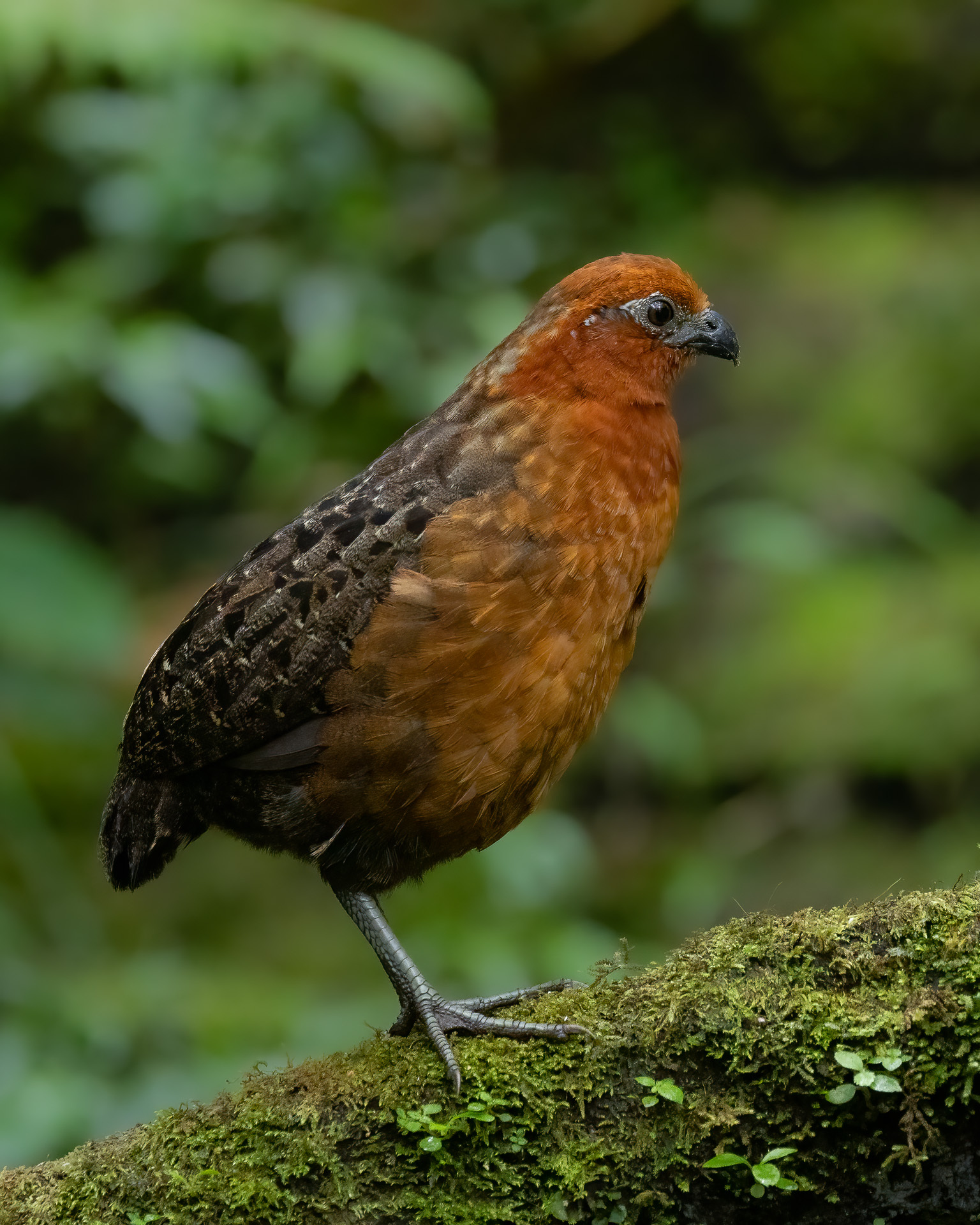 Chestnut Wood Quail (Odontophorus hyperythrus), photo 5